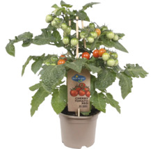 Snack-Kirschtomate FloraSelf Solanum lycopersicum Ø 14 cm Topf-thumb-1