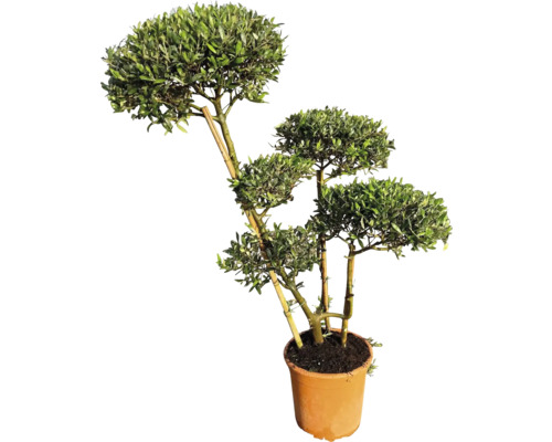 Olivenbaum Pom Pom FloraSelf Olea europaea H ca. 115 cm Ø 30 cm Topf 35 Jahre FloraSelf Jubiläums Edition