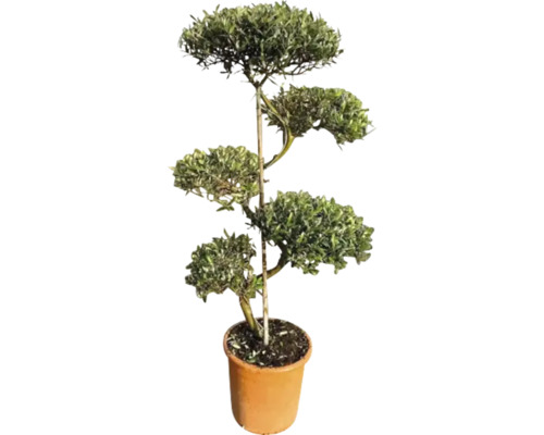Olivenbaum S-Form FloraSelf Olea europaea H ca. 115 cm Ø 30 cm Topf 35 Jahre FloraSelf Jubiläums Edition