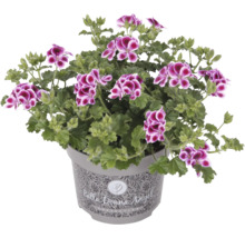 Geranie im Topf mit purpurfarbenen Blüten