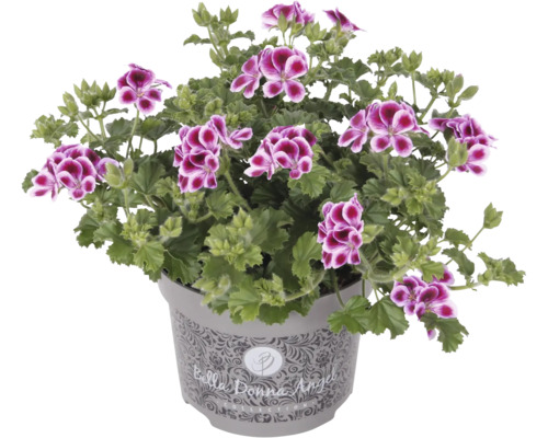 Edelgeranie, Englische Geranie FloraSelf Pelargonium grandiflorum Ø 12 cm Topf, kleinblütig