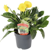 Garvinea Cheeky Garten-Gerbera im Topf mit gelben Blüten.