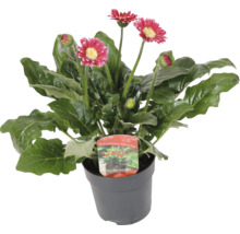 Gerbera Pflanze im Topf