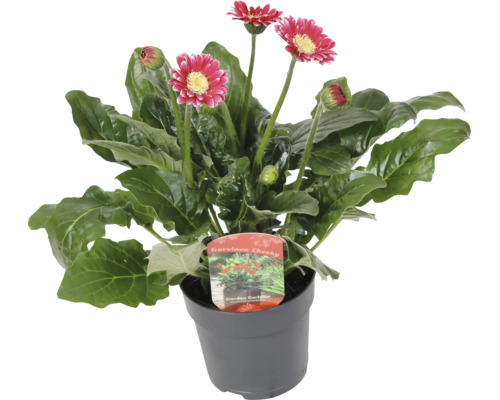 Gerbera Pflanze im Topf