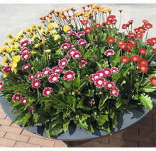 Blumenarrangement mit Gerbera in einem Pflanzgefäß