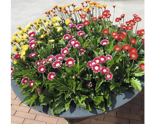 Blumenarrangement mit Gerbera in einem Pflanzgefäß