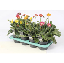 Gerbera Pflanzen in einem Pflanzentablett mit unterschiedlichen Blütenfarben.