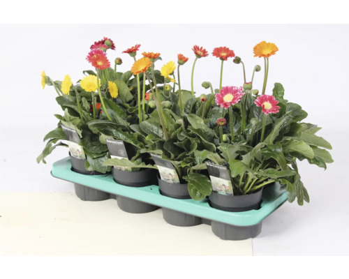 Gerbera Pflanzen in einem Pflanzentablett mit unterschiedlichen Blütenfarben.