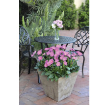 Gartenszene mit blühenden Gerbera im Topf, Tisch und Stühlen