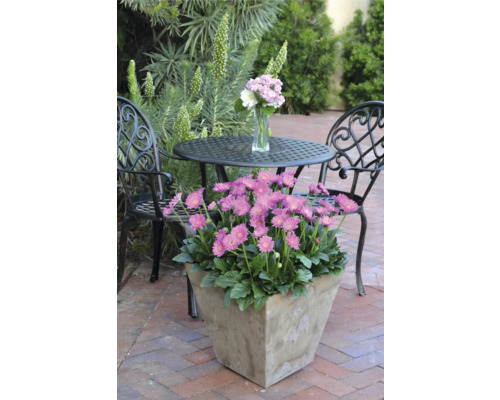 Gartenszene mit blühenden Gerbera im Topf, Tisch und Stühlen