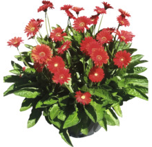 Gerbera Arrangement mit roten Blüten