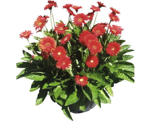 Gerbera Arrangement mit roten Blüten