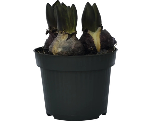 Hyazinthenzwiebeln in einem Topf