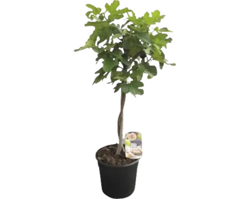 Feigenbaum FloraSelf Ficus carica 'Black & White´ Ø 25 cm Topf