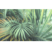 Nahaufnahme von tropischen Palmenblättern