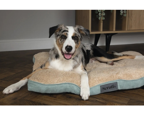 Ein Hund liegt auf einem Scruffs Hundebett.