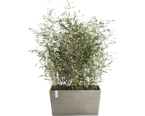 Bambus im Pflanzgefäß