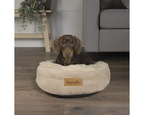 Dackel liegt in einem runden, hellen Hundebett mit Scruffs Logo