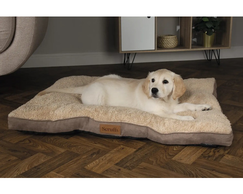 Hund liegt auf einem beigen Hundebett der Marke Scruffs