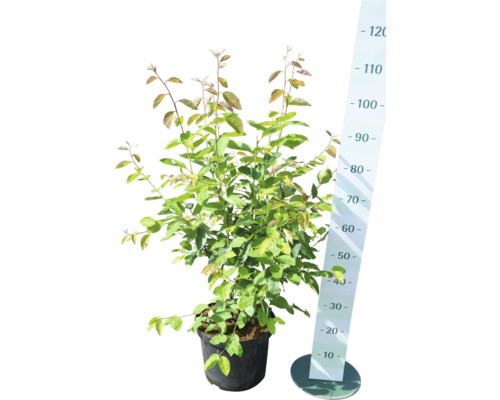 Zierapfel im Topf mit Größenangabe