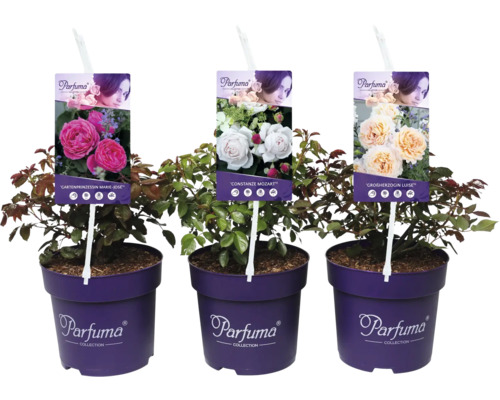 Drei Duftrosen der Parfuma Collection in Töpfen