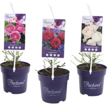 Drei Parfuma Rosen in Töpfen mit Sortenetiketten