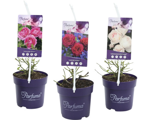 Drei Parfuma Rosen in Töpfen mit Sortenetiketten