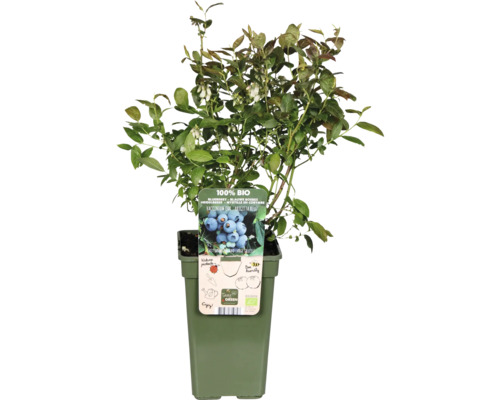 Heidelbeerstrauch in einem Topf, zertifiziert biologisch.
