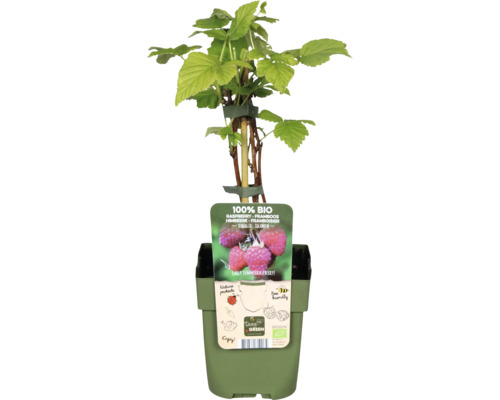 Bio-Himbeerpflanze im Topf