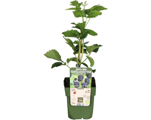 Dornenlose Bio-Brombeerpflanze im Topf