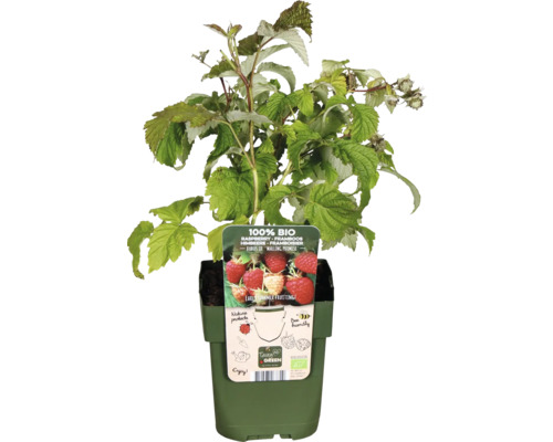 Himbeerpflanze im Topf