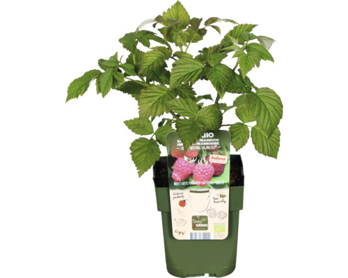 Himbeerpflanze im Topf