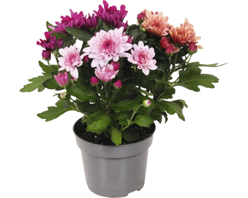 Chrysantheme FloraSelf Chrysanthemum indicum Sweet Melange Ø 12 cm Topf, zufällige Sortenauswahl