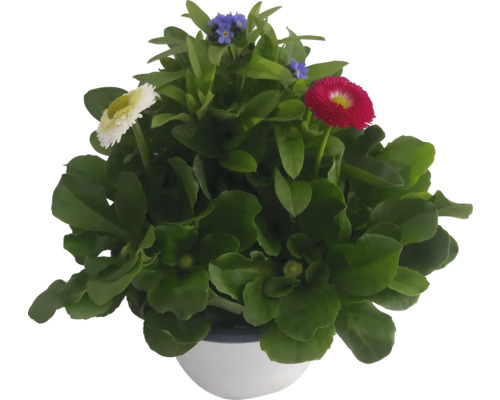 Gänseblümchen in einem Topf