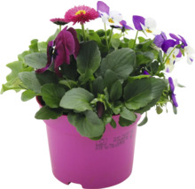 Blumenarrangement im Topf mit Gänseblümchen und Stiefmütterchen