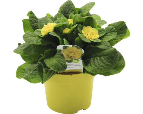 Gelbe Primel im Topf