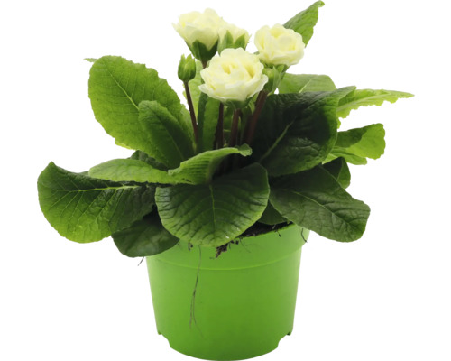 Primel in einem Topf