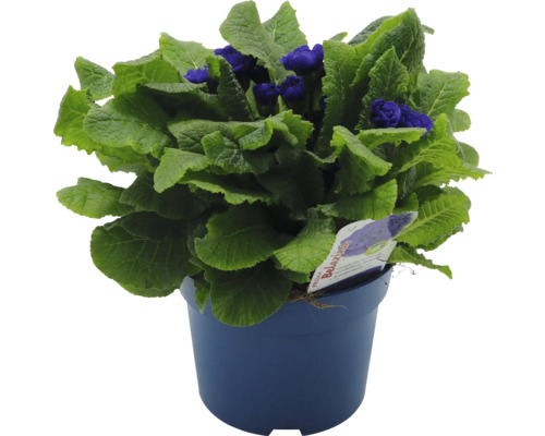 Blauer Topf mit blühender Primel