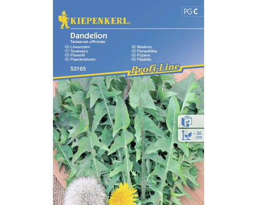 Löwenzahn Dandelion Kiepenkerl Samenfestes Saatgut Gemüsesamen