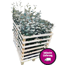36 x Wintergrüne Ölweide 'Compacta' FloraSelf Elaeagnus ebbingei 'Compacta' H 50-60 cm Co 5 L für ca. 14 m Hecke