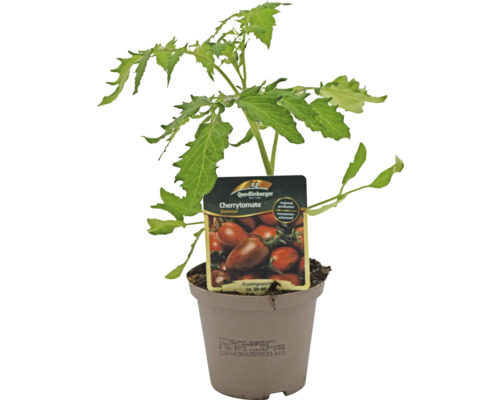 Cherrytomatenpflanze im Topf