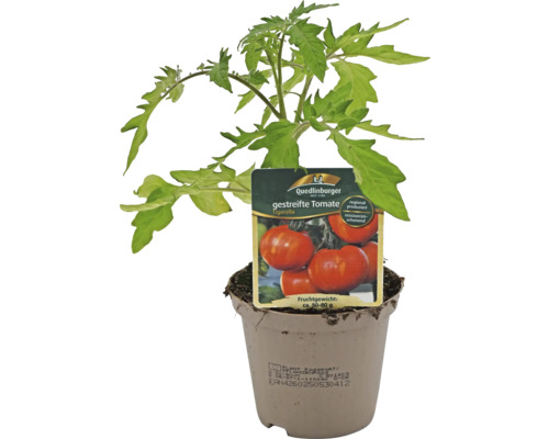 Gestreifte Tomatenpflanze im Topf mit Etikett