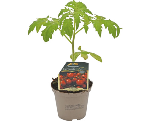 Cherrytomatenpflanze im Topf