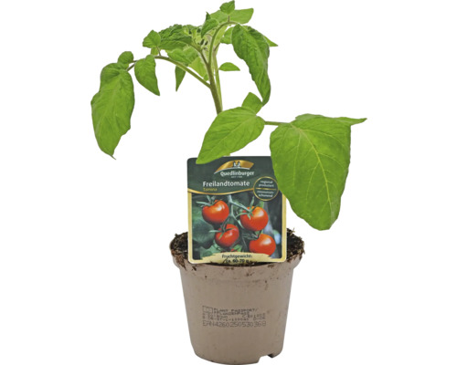 Freilandtomate im Topf