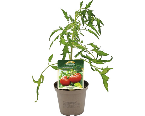 Fleischtomatenpflanze im Topf