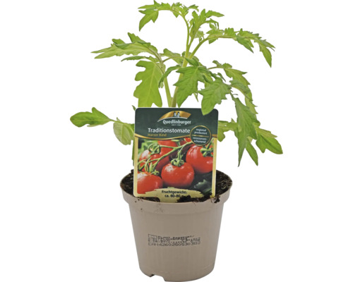 Traditionstomate Harzer Kind im Topf