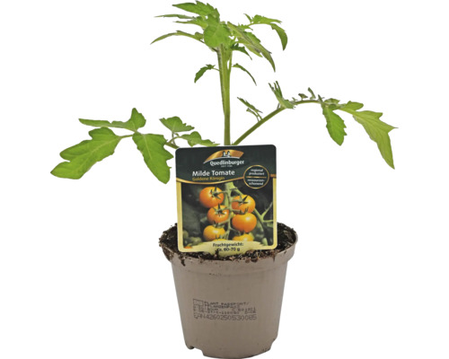 Tomatenpflanze im Topf