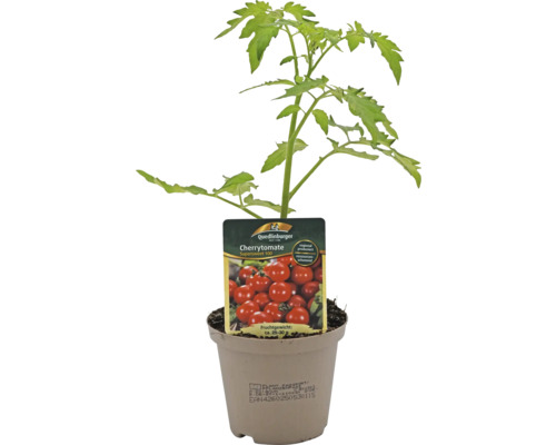 Cherrytomate Jungpflanze im Topf