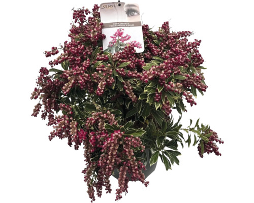 Japanische Lavendelheide, Schattenglöckchen FloraSelf Pieris japonica 'Polar Passion' Co 10 L Laubschön, buschig