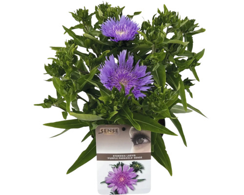 Kornblumen-Aster FloraSelf Stokesia laevis 'Purple Parasols' H 10-60 cm Co 3 L